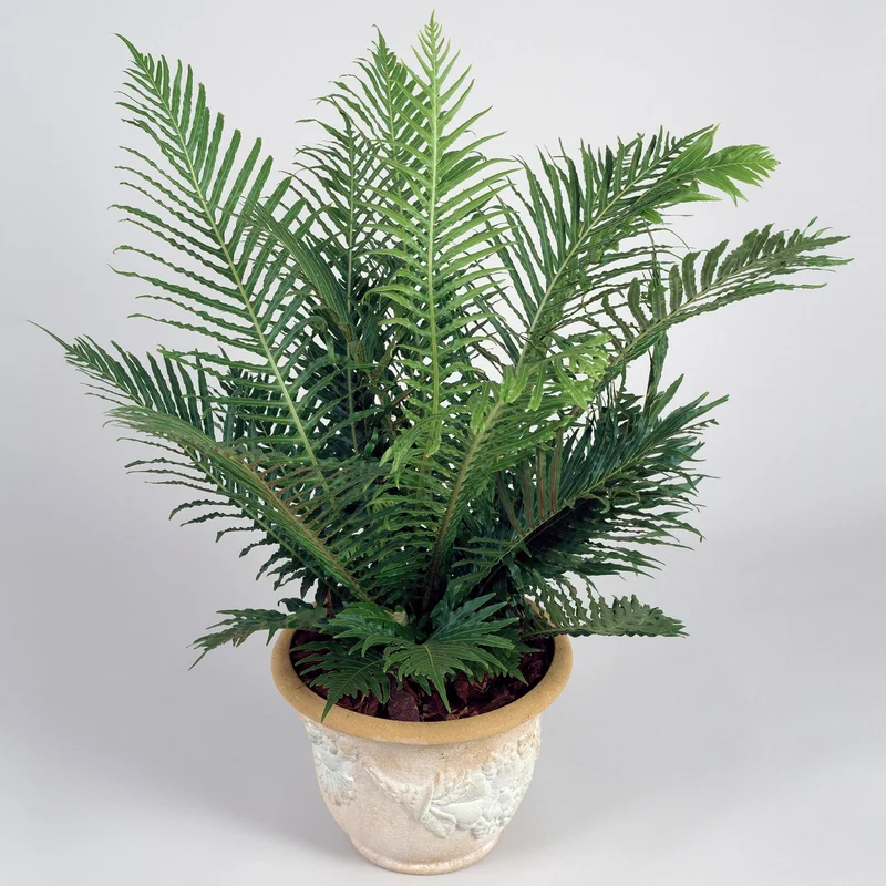 247plants3871867