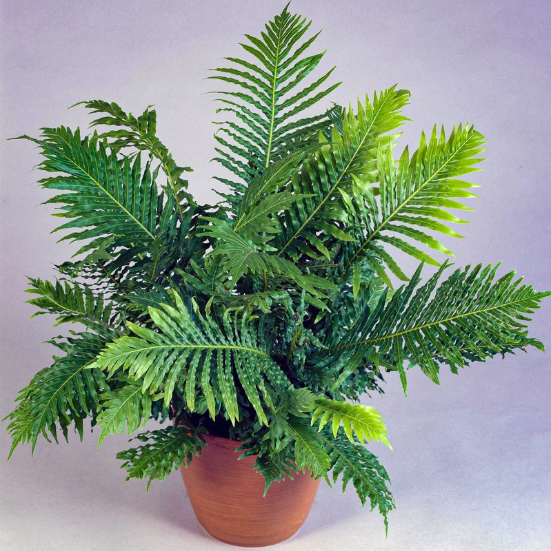 247plants3871970
