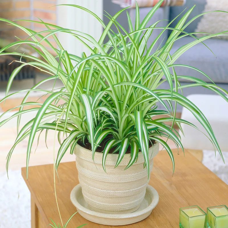 247plants3872197
