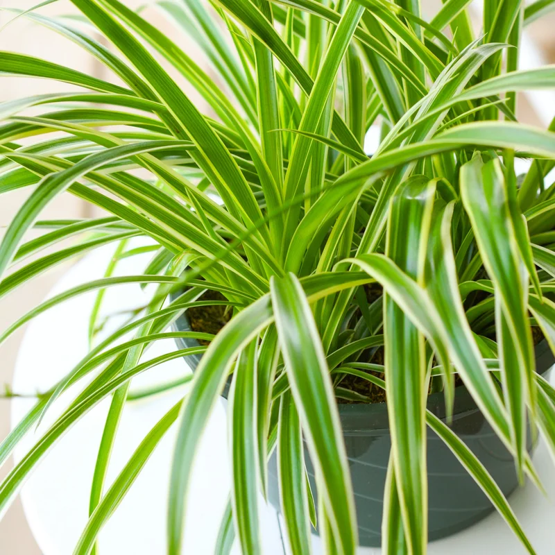 247plants3872439