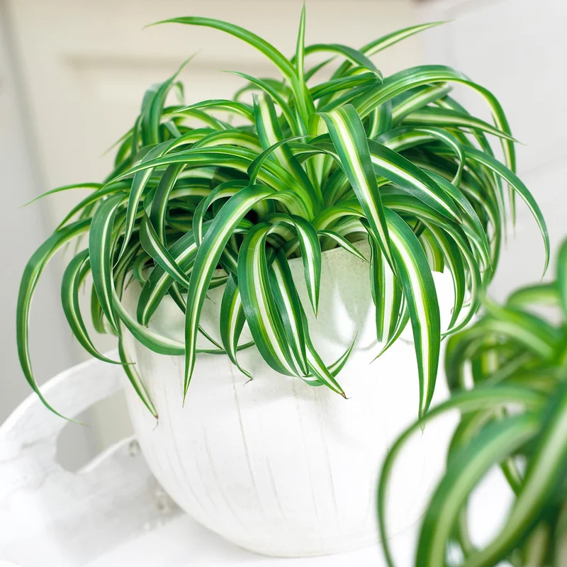 247plants3872618