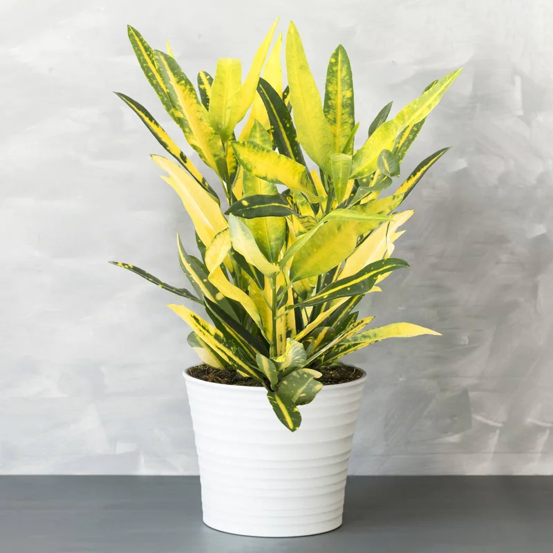 247plants3872803