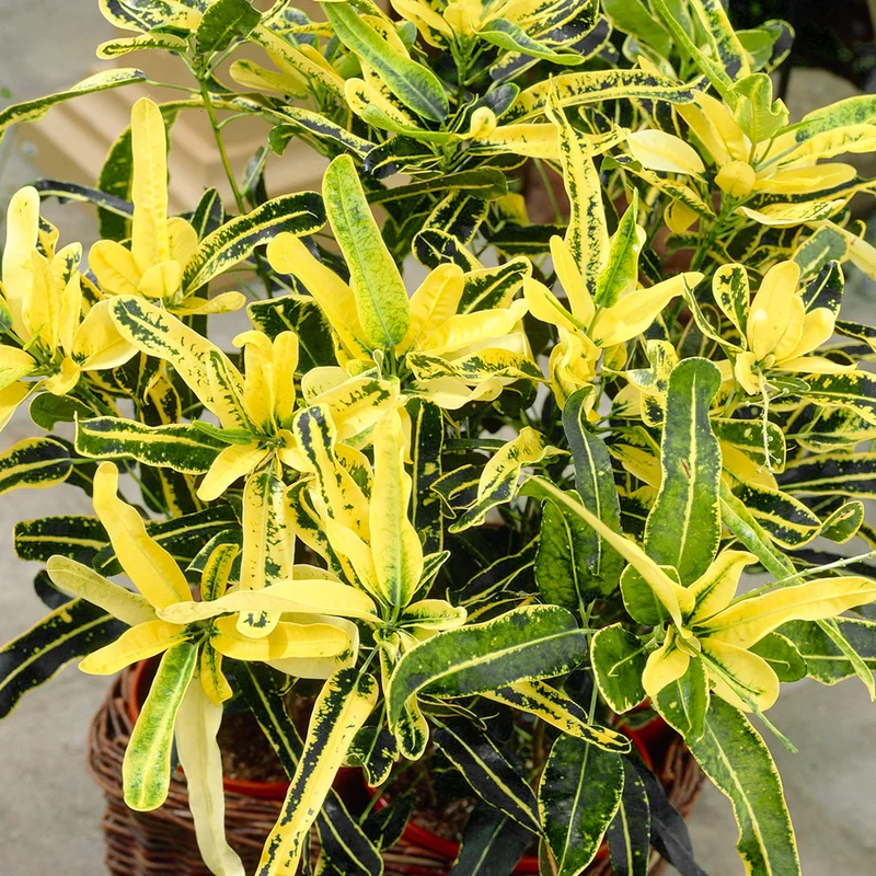 247plants3872891