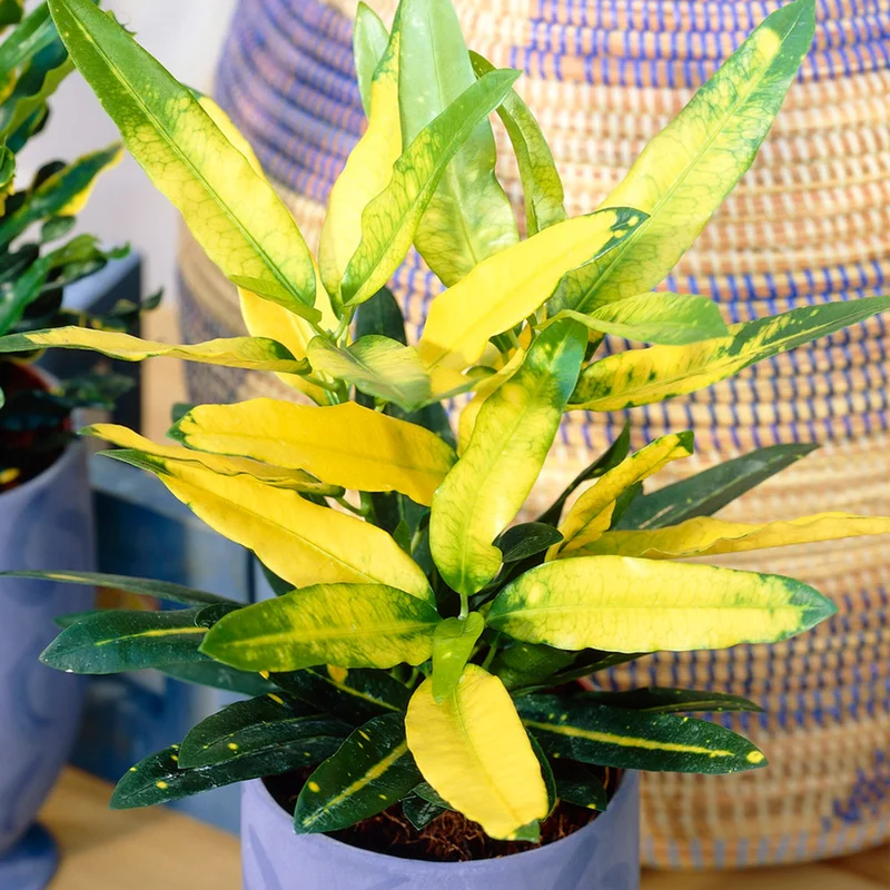 247plants3872942