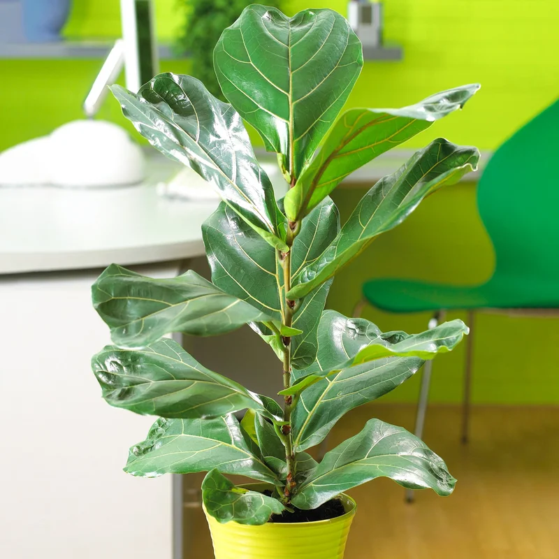 247plants3873103