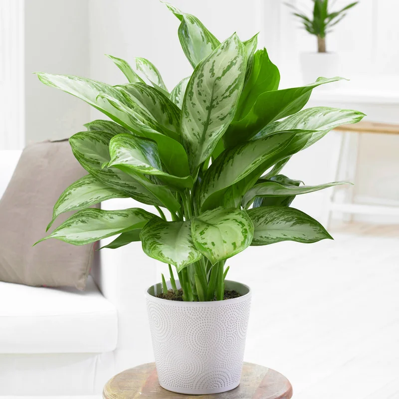 247plants3873335