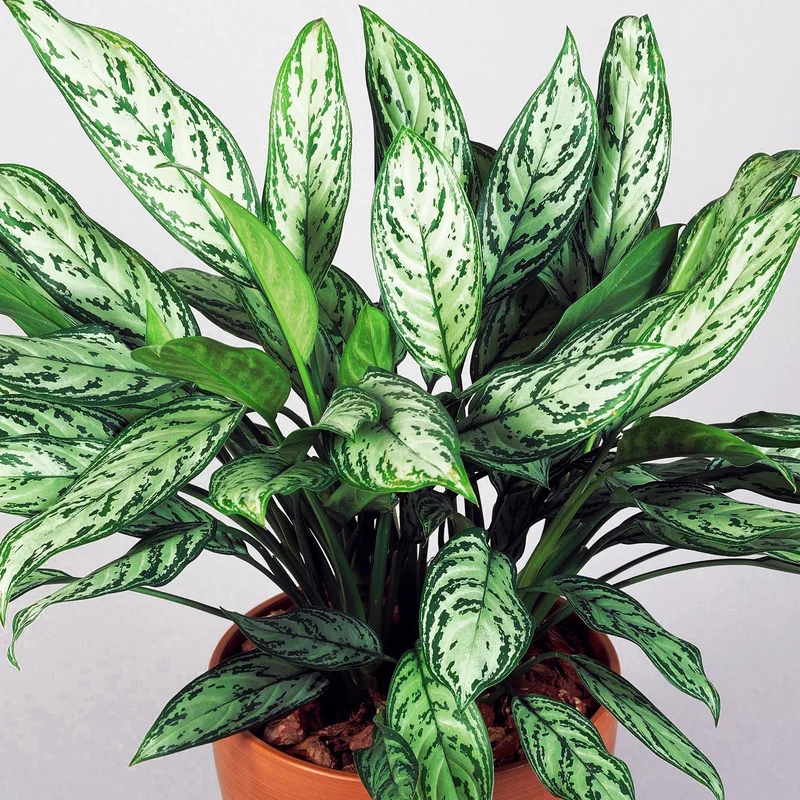 247plants3873453