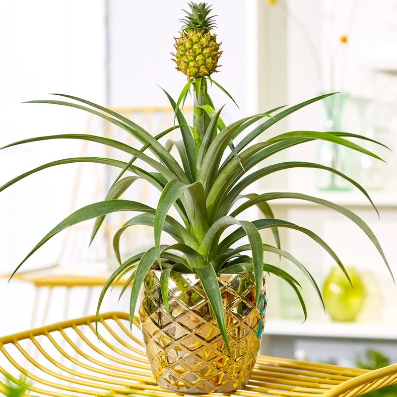 247plants3873509