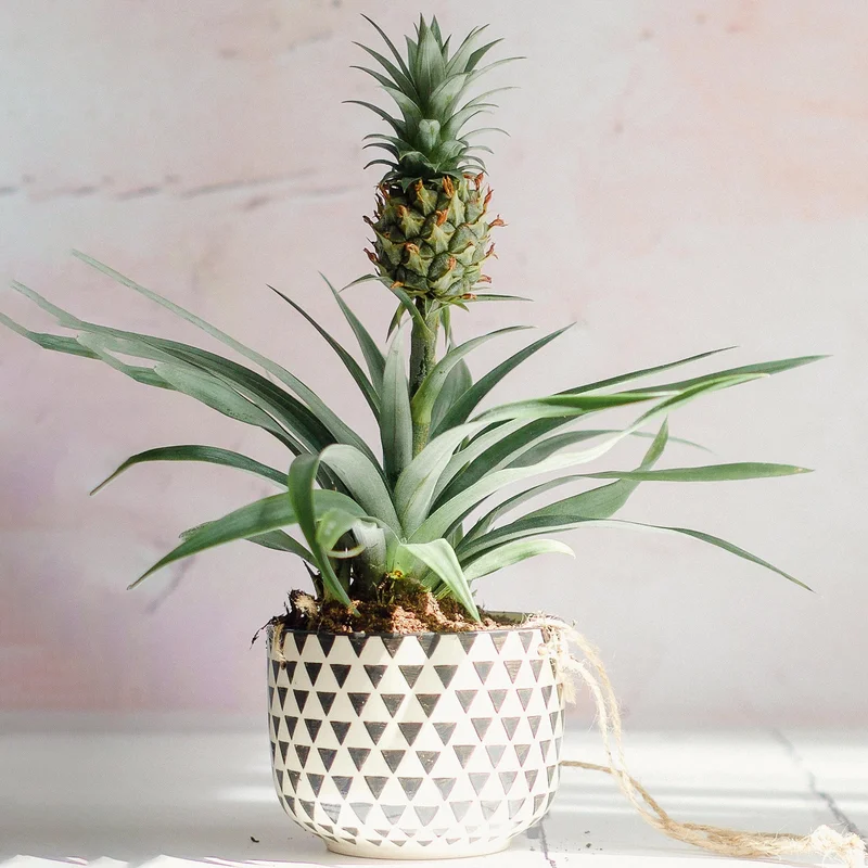 247plants3873678