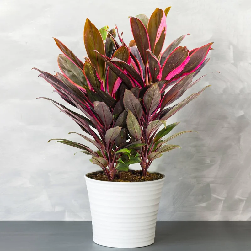247plants3873726