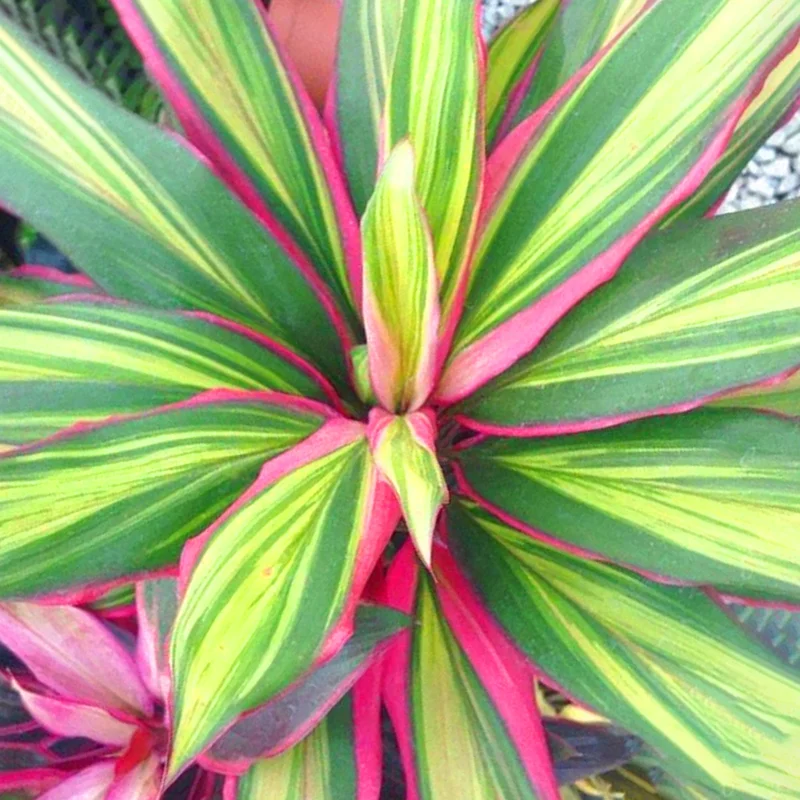 247plants3873945