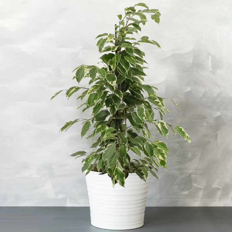 247plants3874113