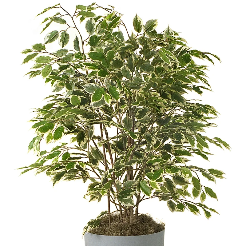 247plants3874176