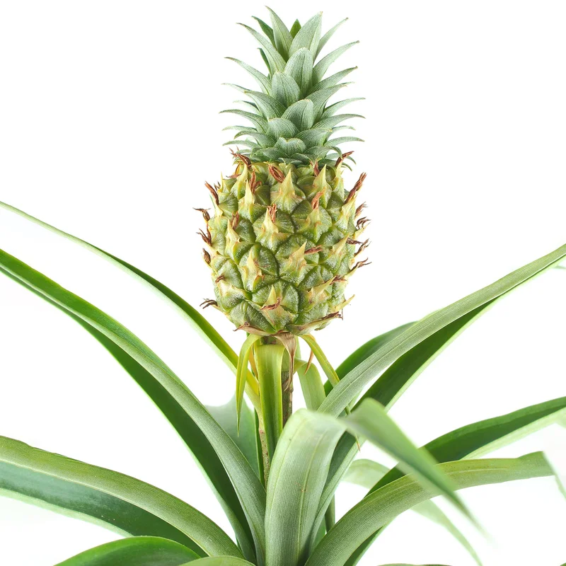 247plants3874231