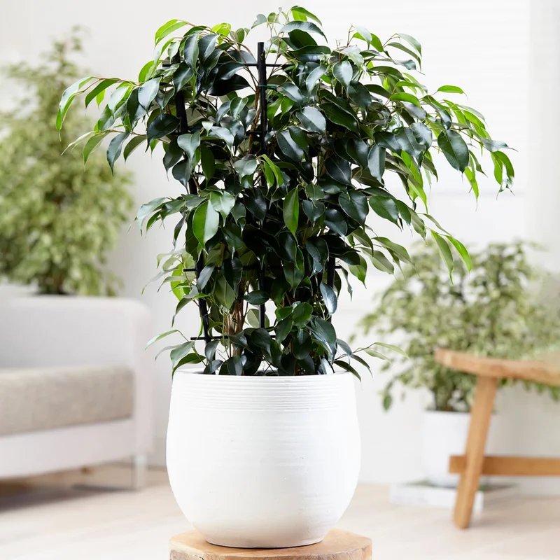 247plants3874437