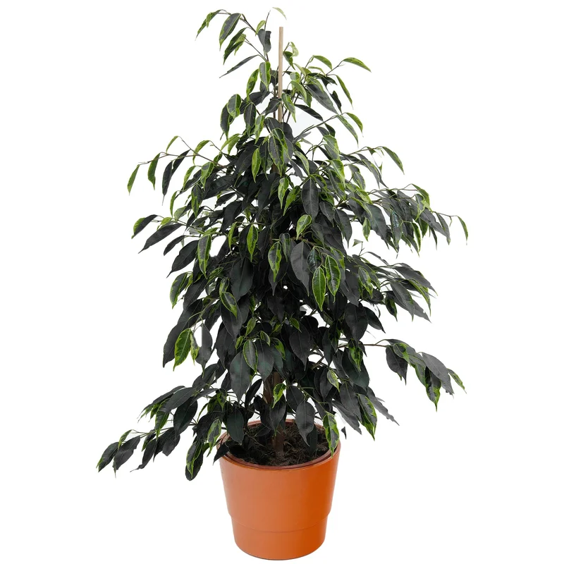 247plants3874487
