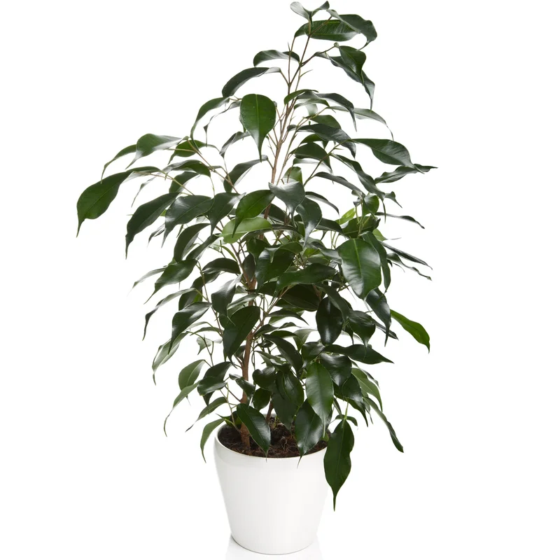 247plants3874521