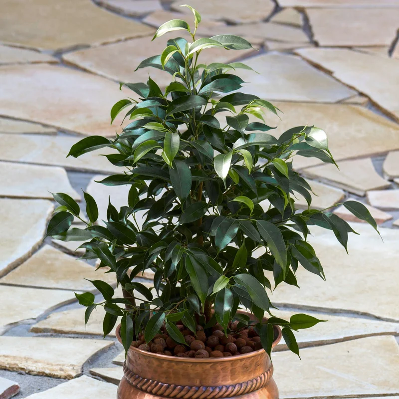 247plants3874578