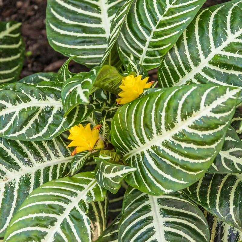 247plants3874701