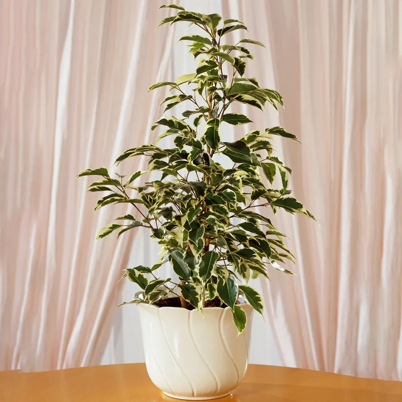 247plants3874907