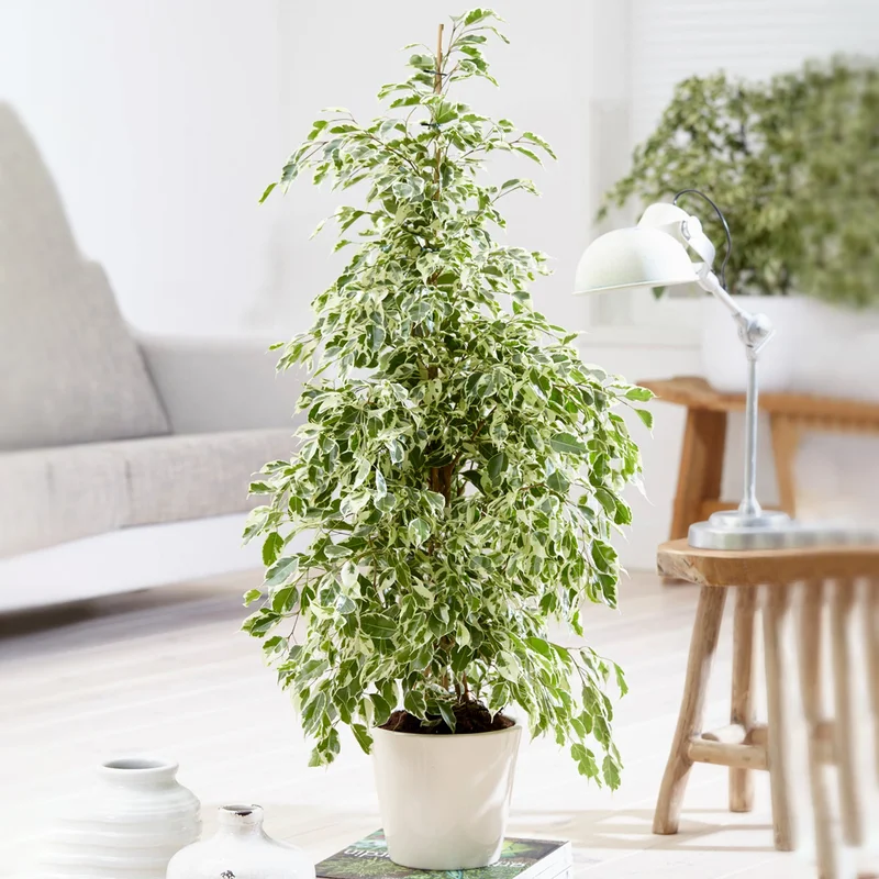 247plants3874954