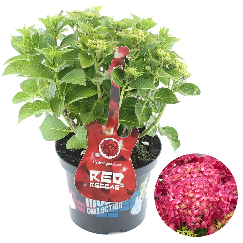247plants3875638