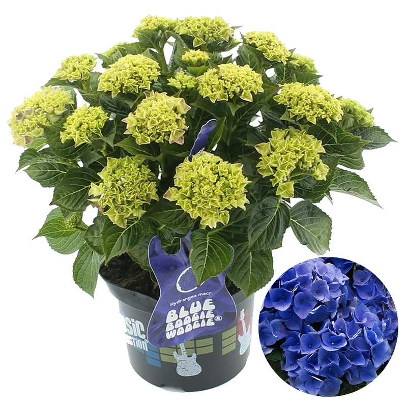 247plants3875694