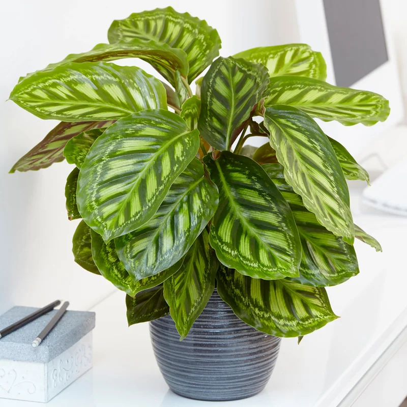 247plants3875877