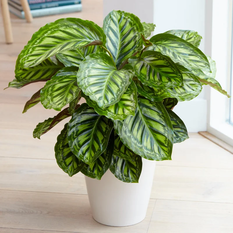 247plants3875926