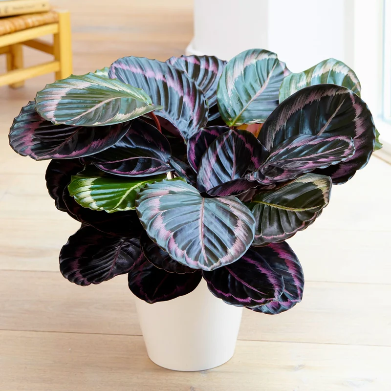 247plants3876083