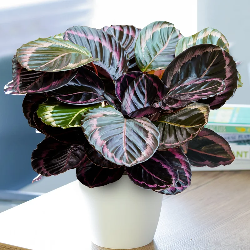 247plants3876140
