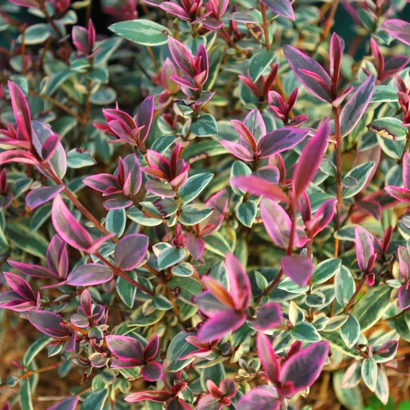 247plants3876448