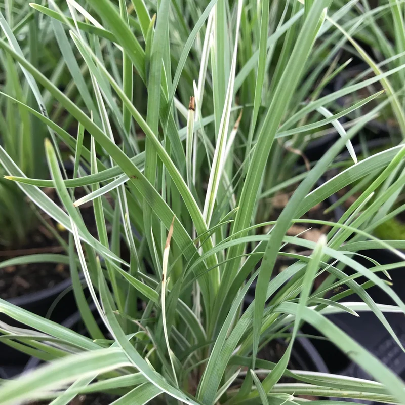 247plants3876563