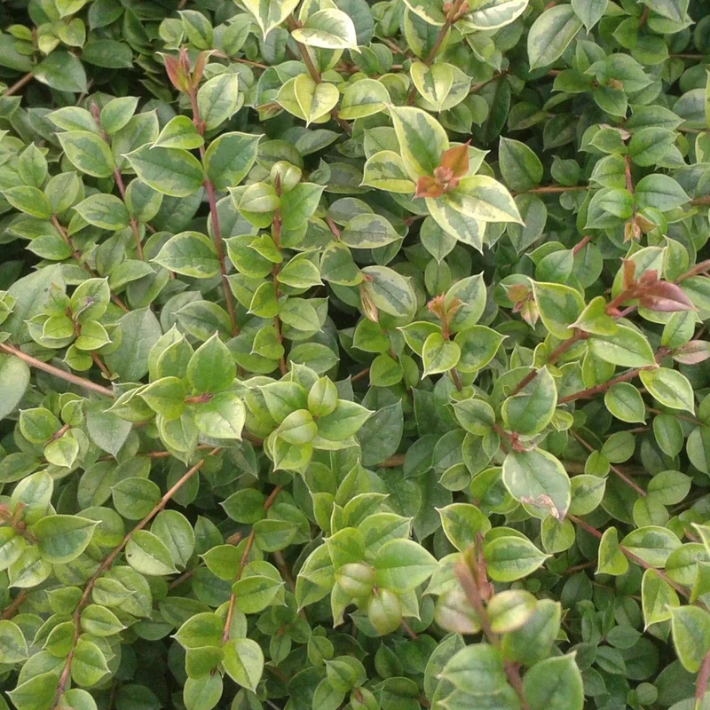 247plants3876653