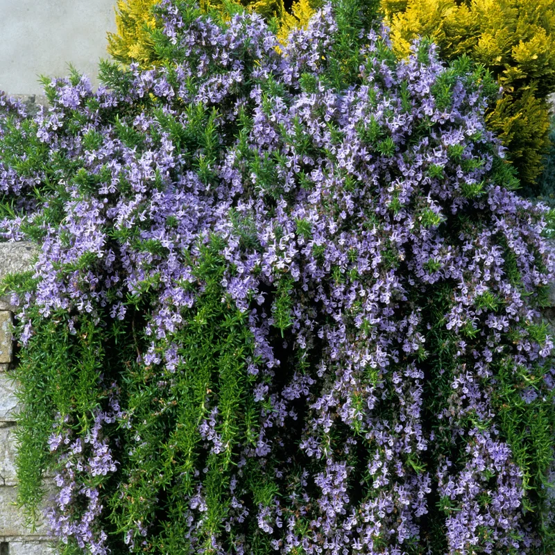 247plants3877001