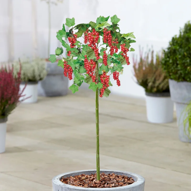 247plants3877830