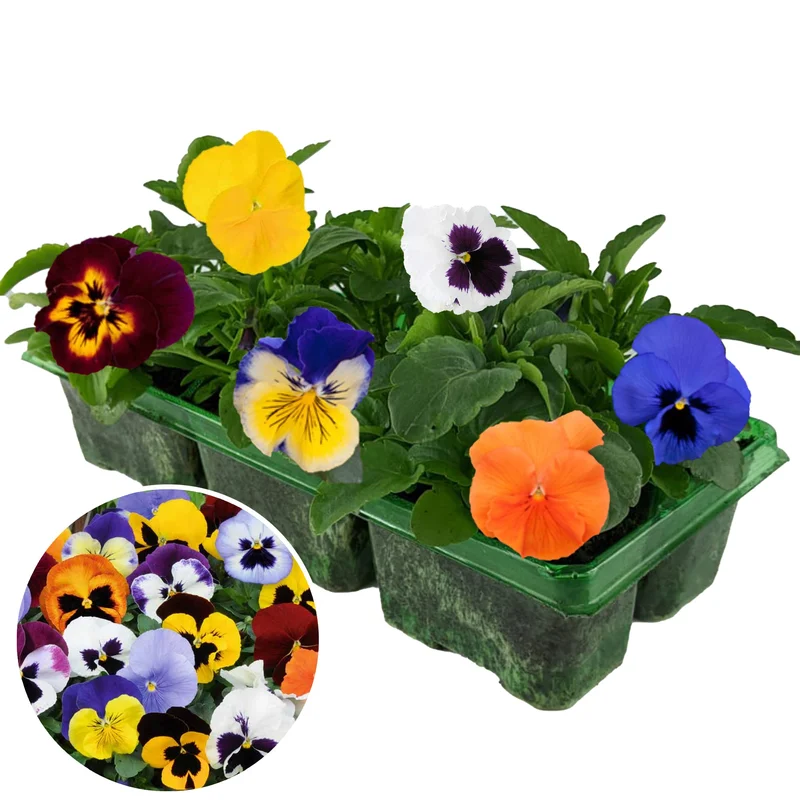 247plants3877868