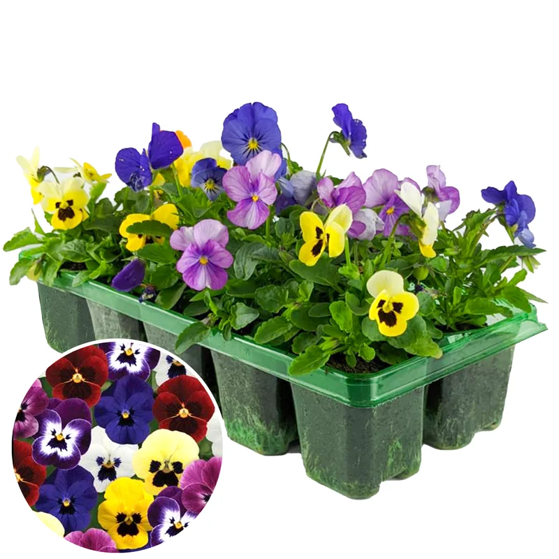 247plants3878118