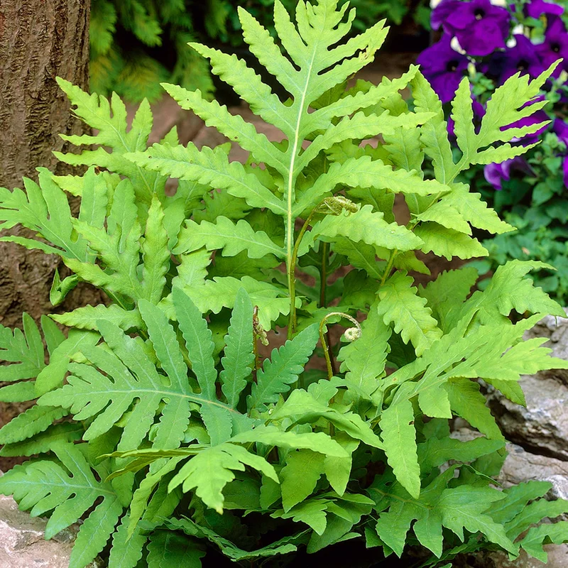 247plants3878488