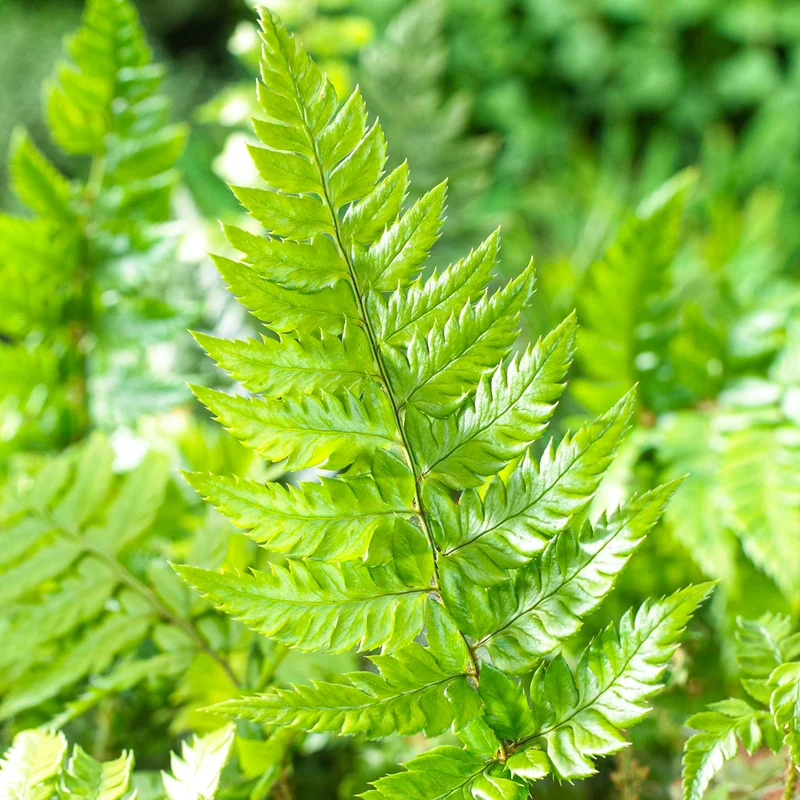 247plants3878678
