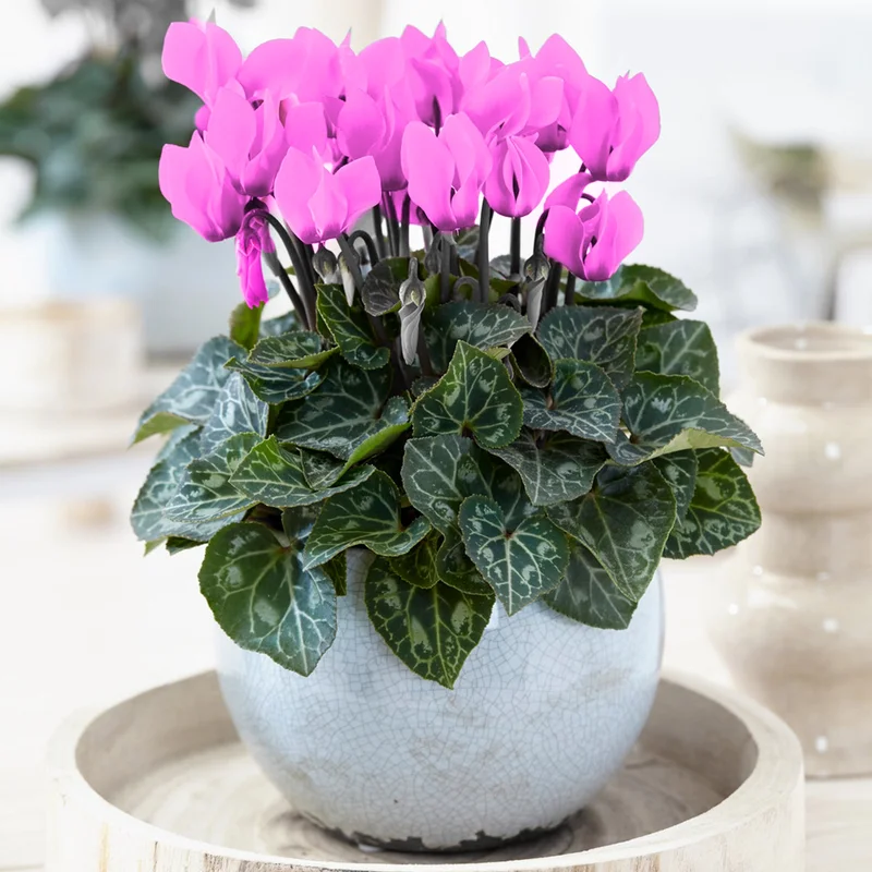 247plants3879078