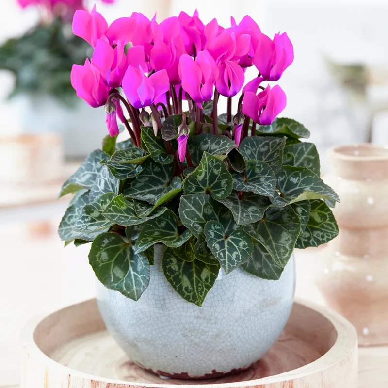 247plants3879157
