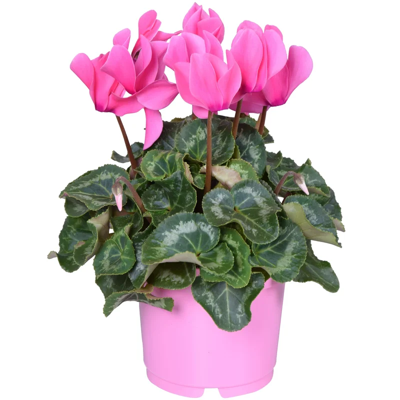 247plants3879439