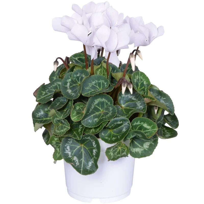 247plants3879478