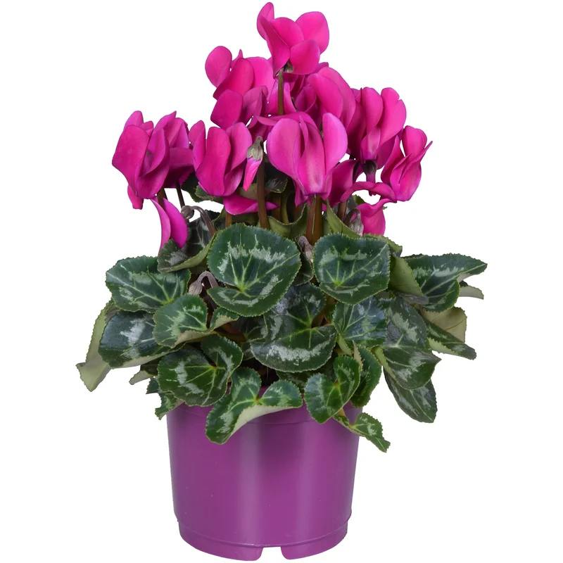 247plants3879512