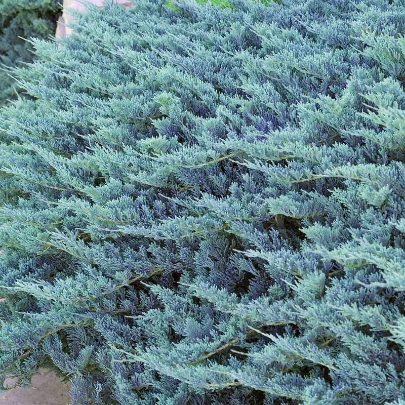 247plants3880098