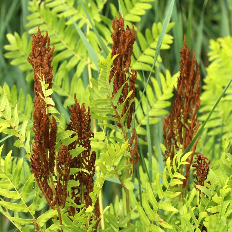 247plants3880181
