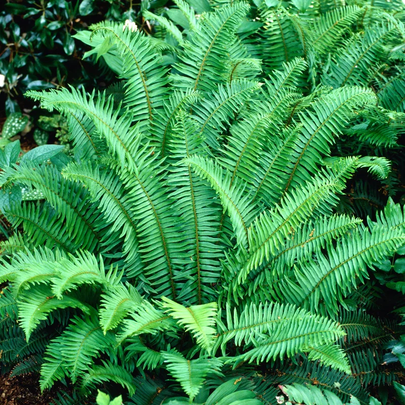 247plants3880310