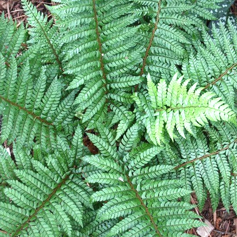 247plants3880438