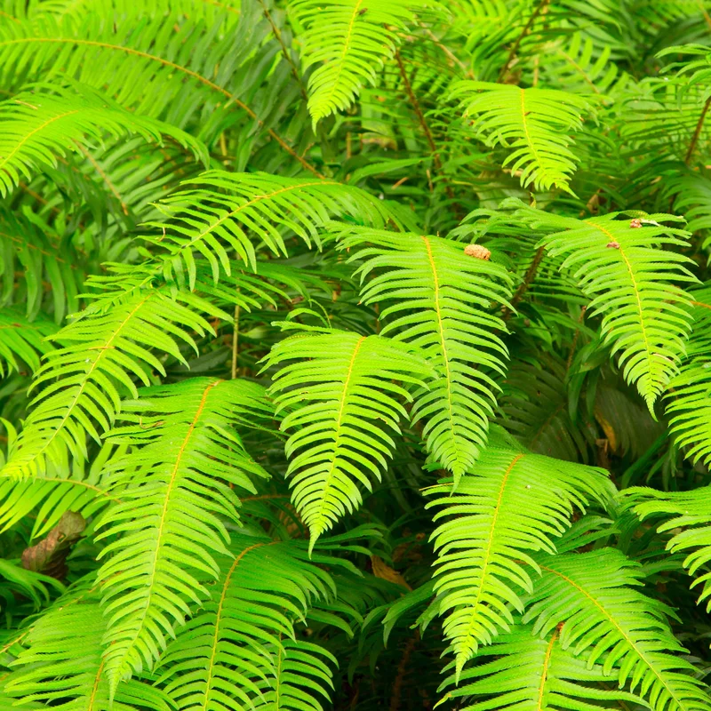247plants3880524